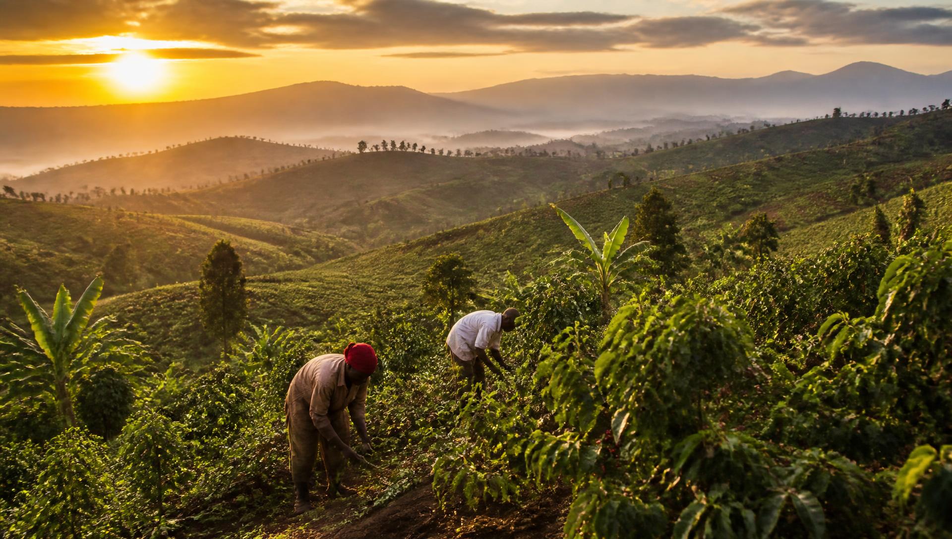 Vast green Ugandan farmland